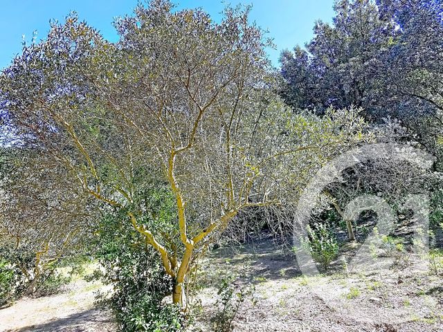 terrain à vendre - 2029.0 m2 - ISTRES - 13 - PROVENCE-ALPES-COTE-D-AZUR - Century 21 Cabinet Corvaja